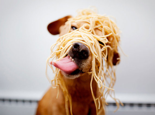 dog with spaghetti on its head